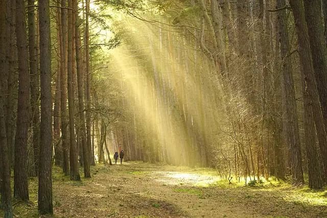 10 Défis de Survie à Relever en Plein Air